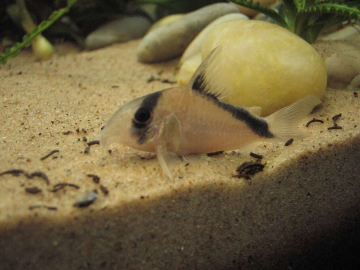 Corydoras Davidsandsi