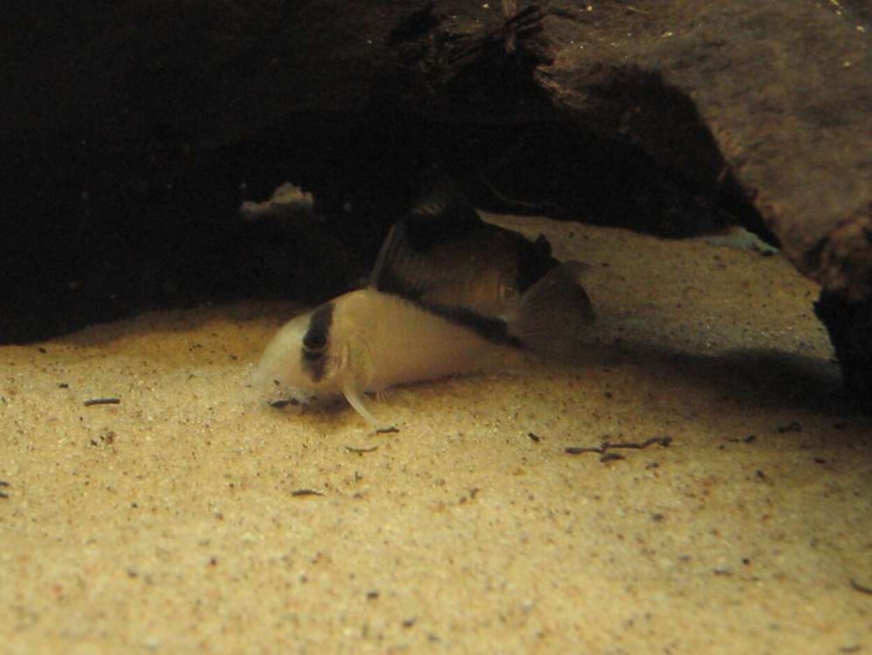 Corydoras Davidsandsi