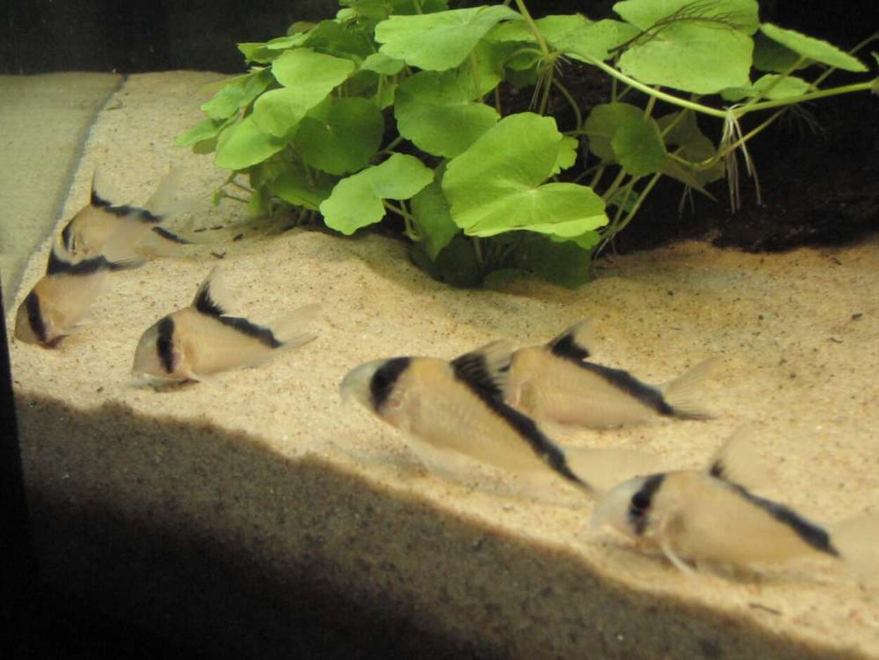 Corydoras Davidsandsi