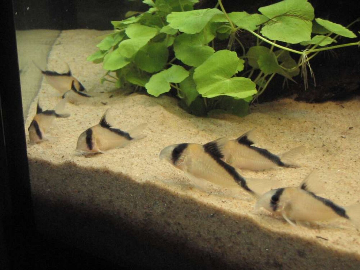 Corydoras Davidsandsi