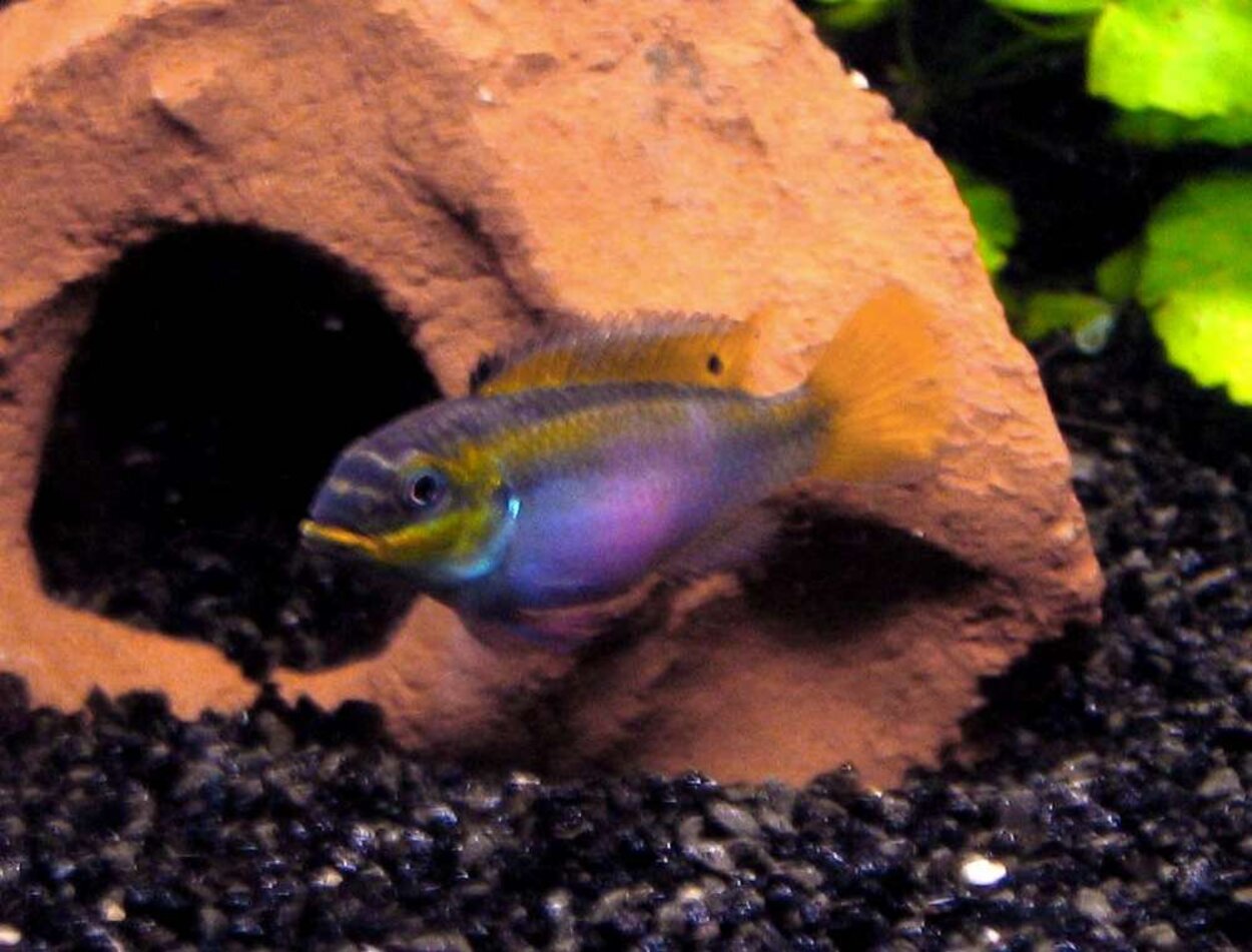 Pelvicachromis taeniatus