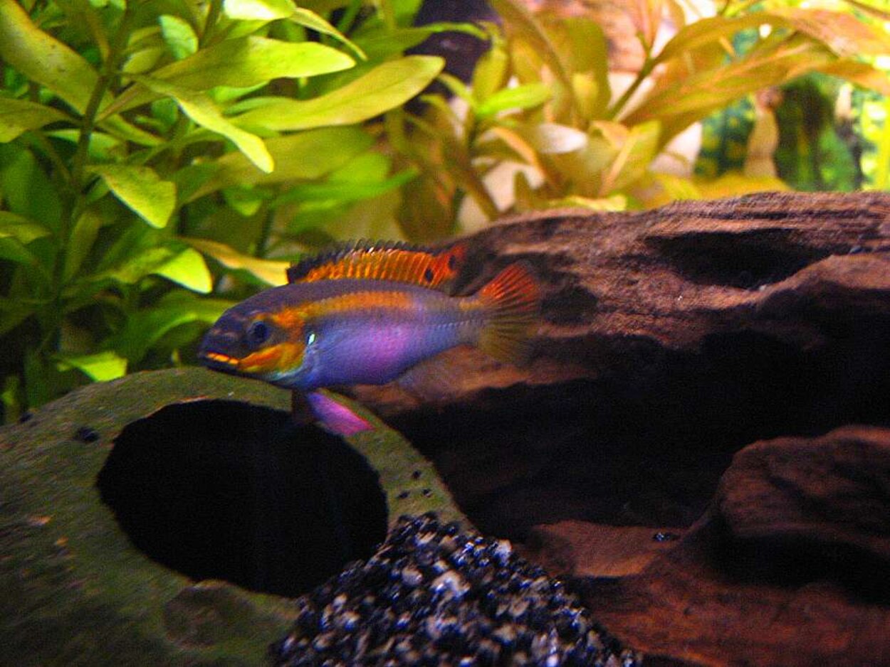 Pelvicachromis taeniatus