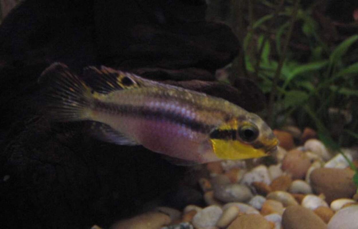 Pelvicachromis subocellatus