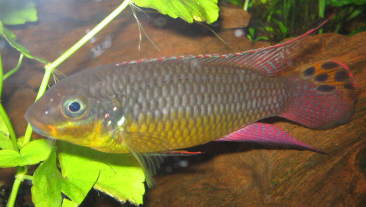 Pelvicachromis taeniatus