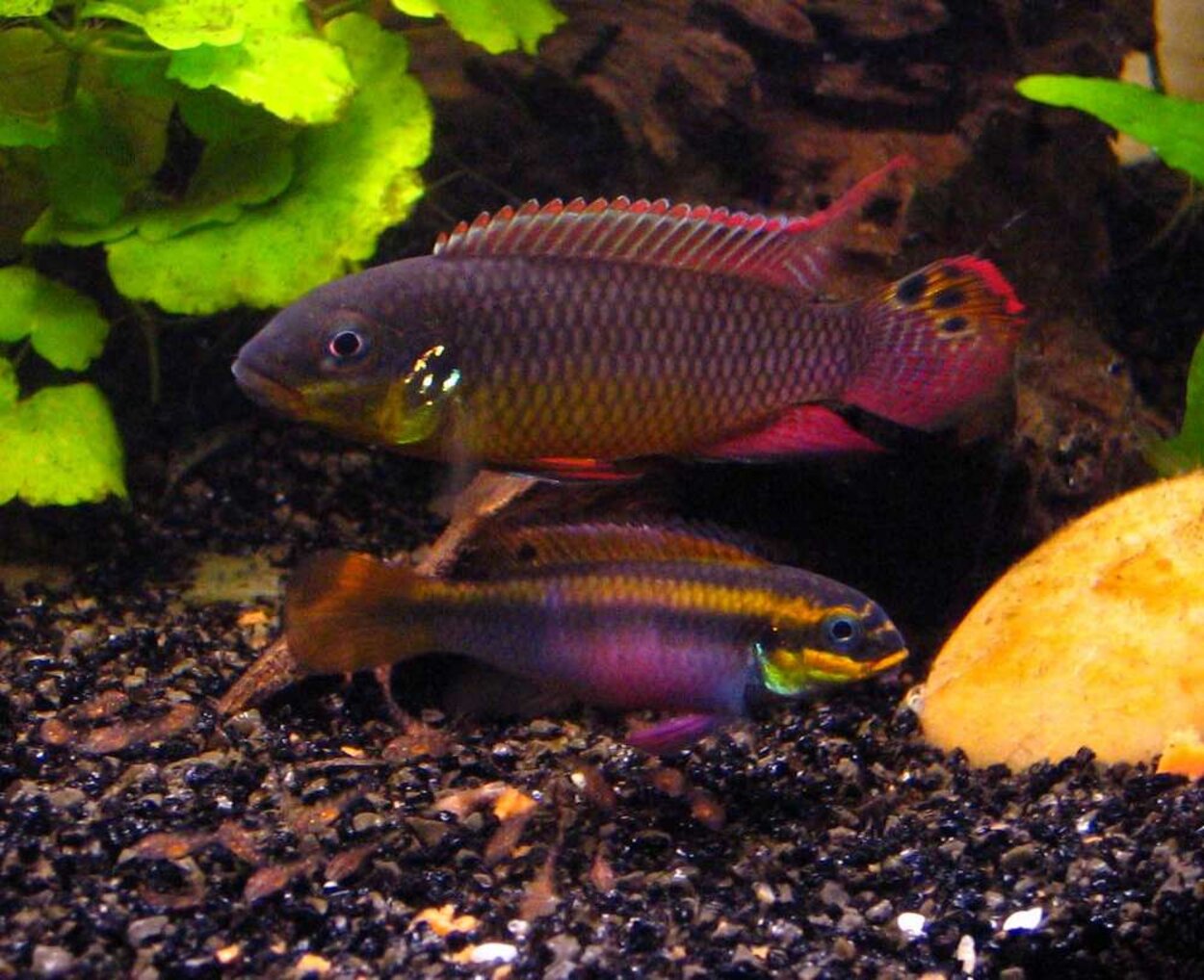 Pelvicachromis taeniatus