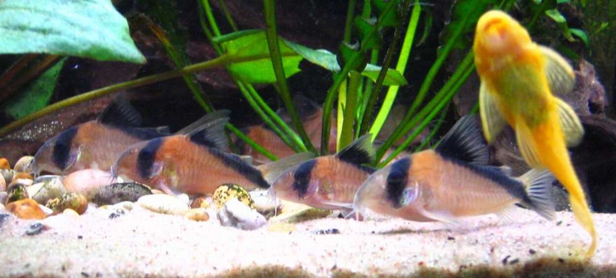 Corydoras Davidsandsi