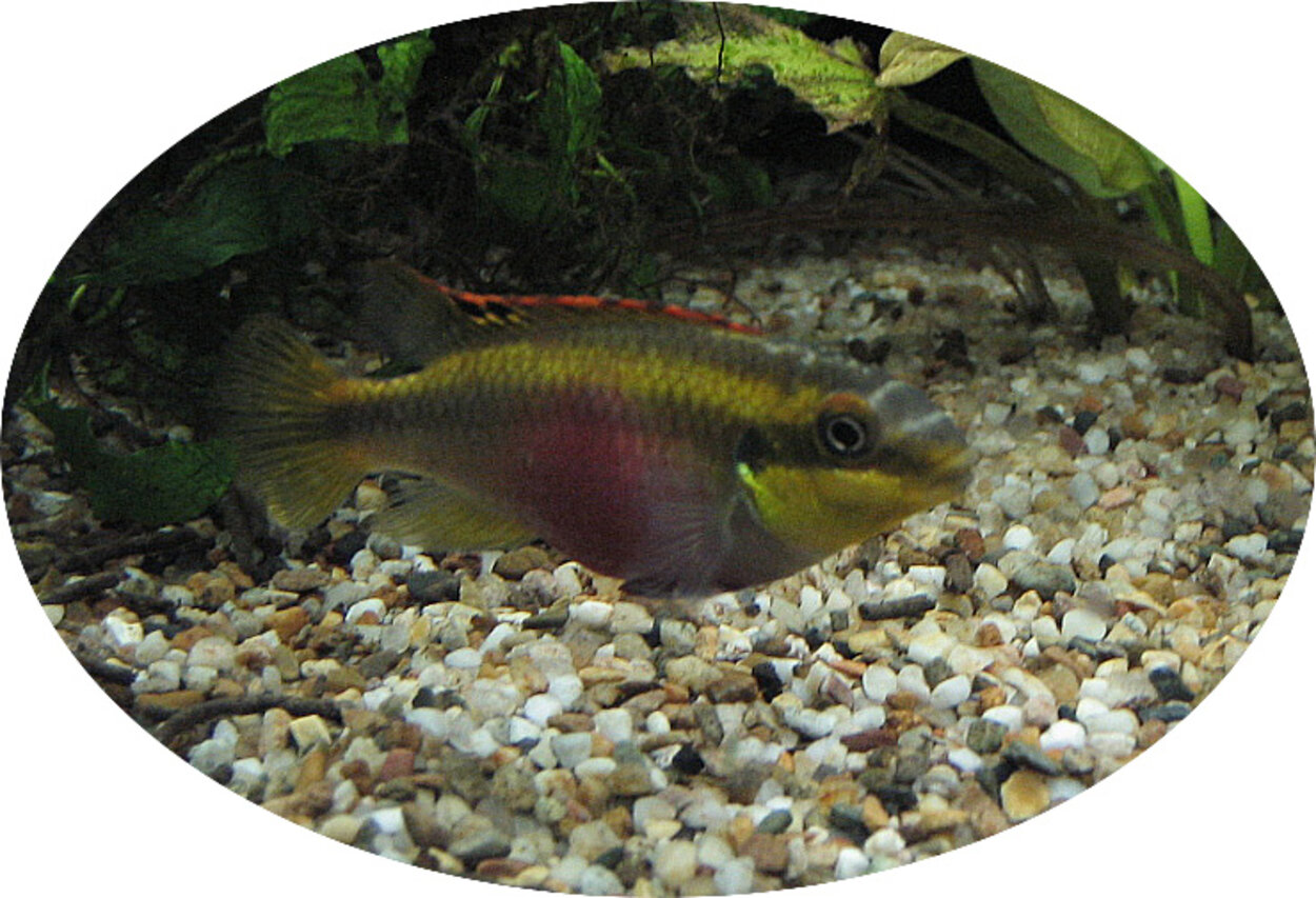 Pelvicachromis sp. Borås djurpark