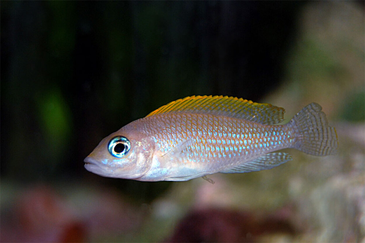 Lamprologus caudopunctatus