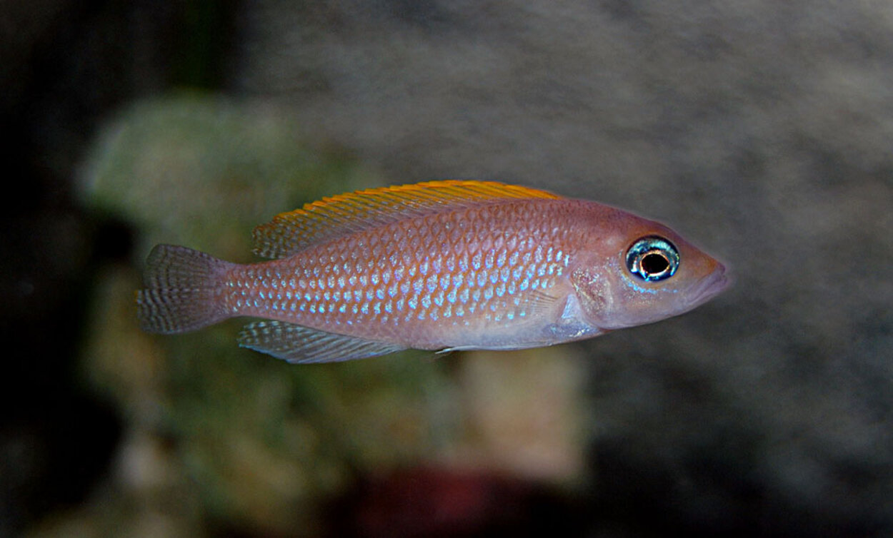 Lamprologus caudopunctatus