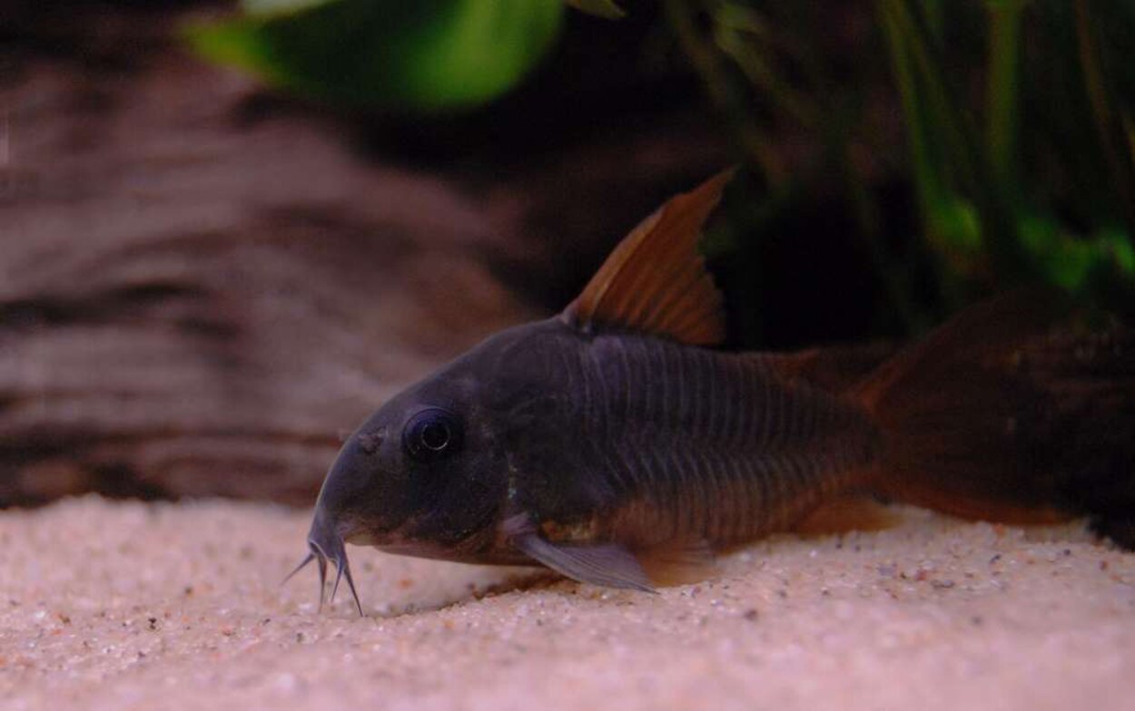 Corydoras concolor