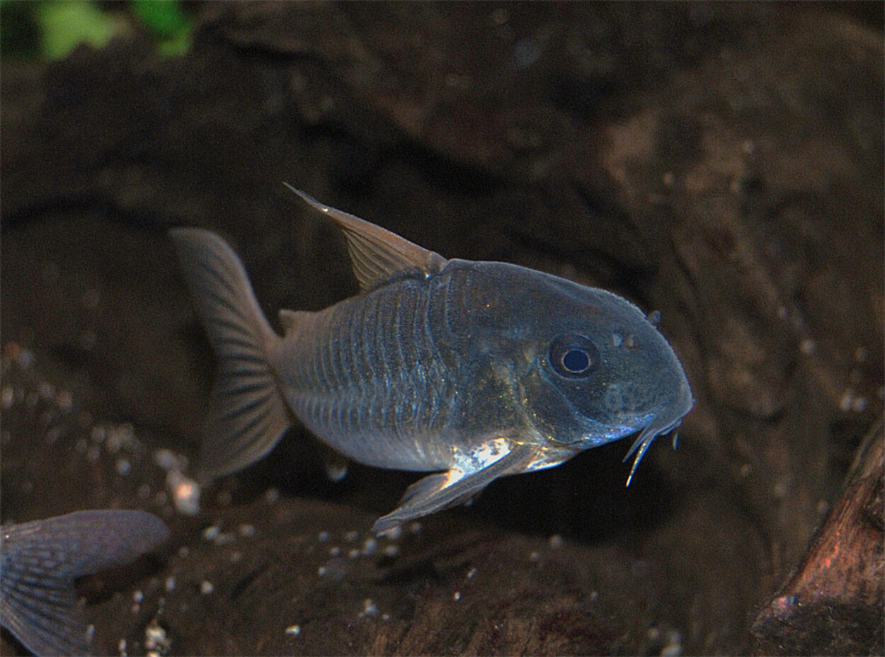 Corydoras concolor