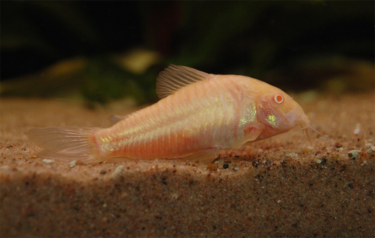 Corydoras aeneus albino