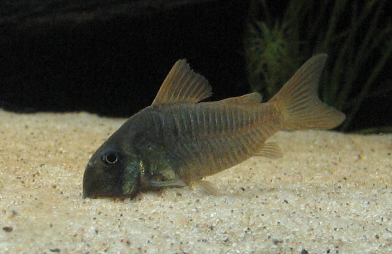 Corydoras concolor