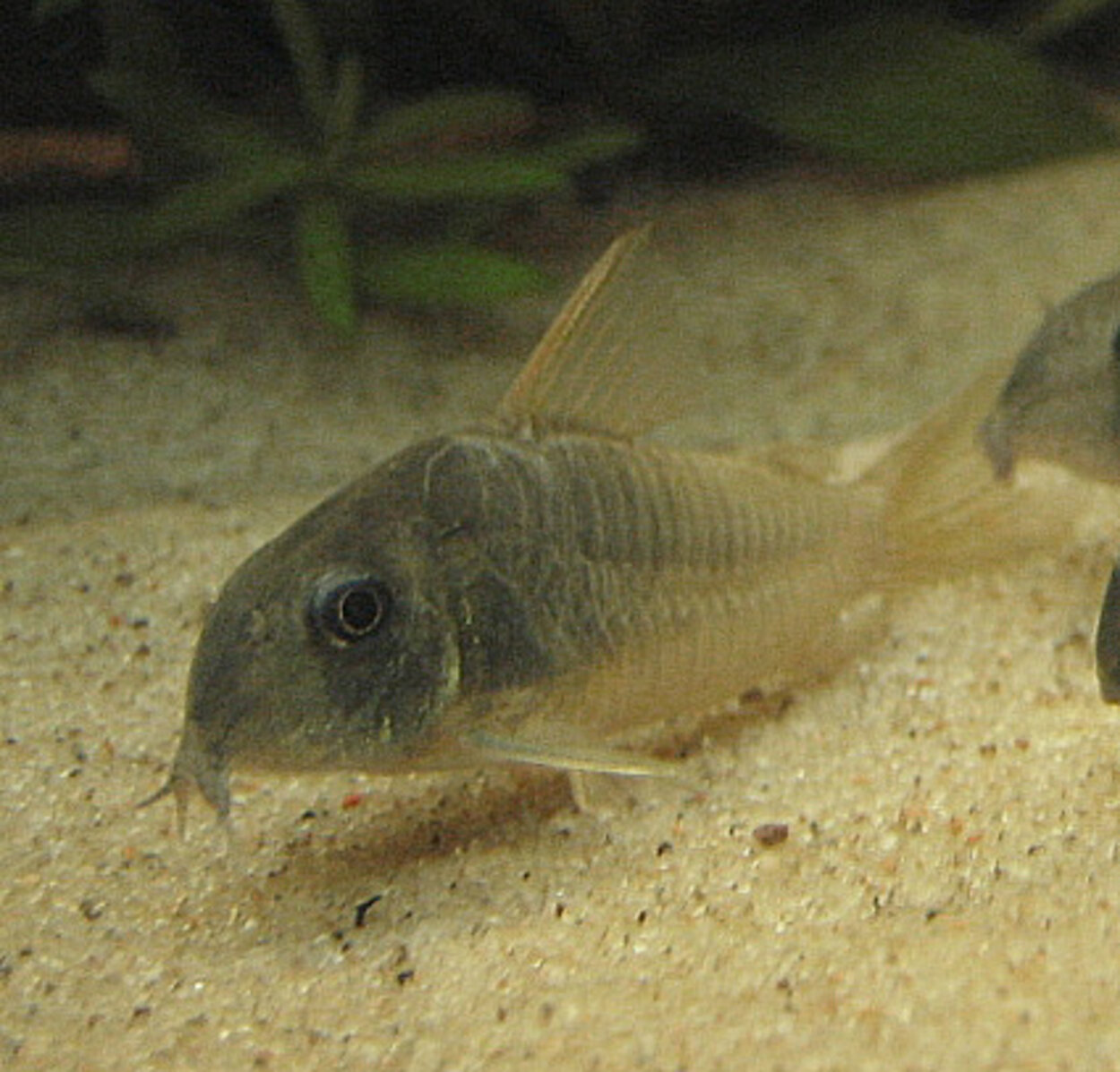 Corydoras concolor