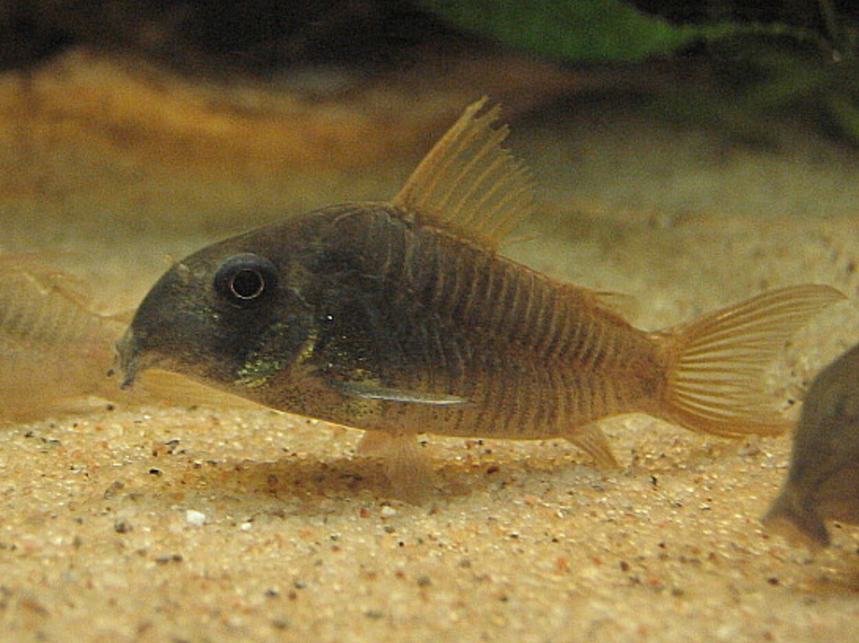 Corydoras concolor