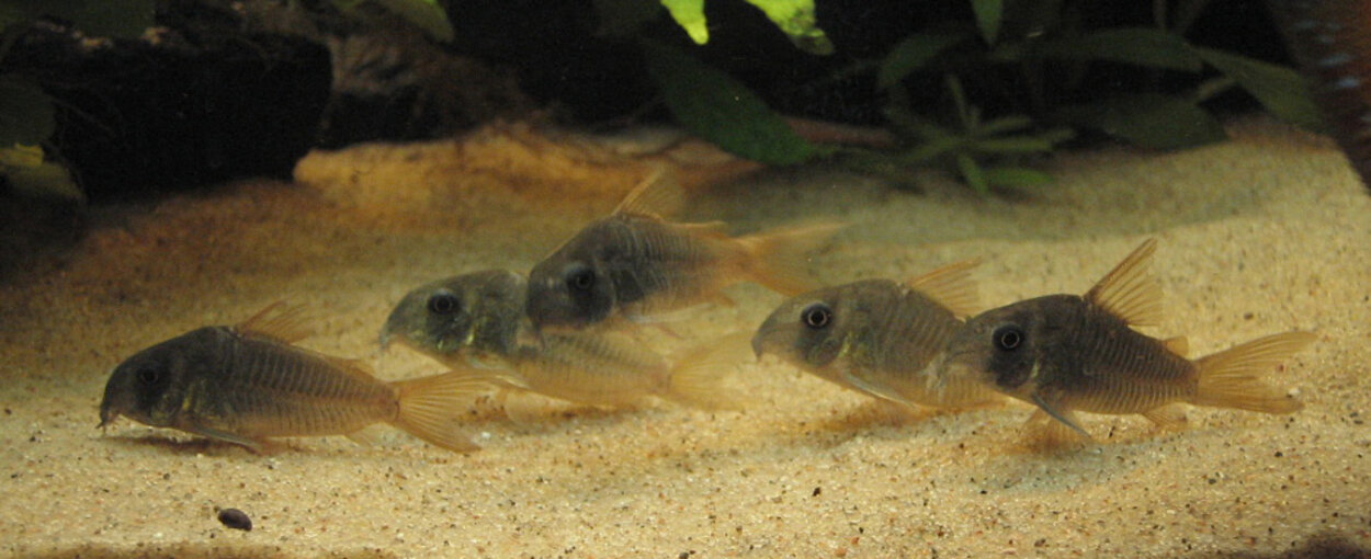 Corydoras concolor