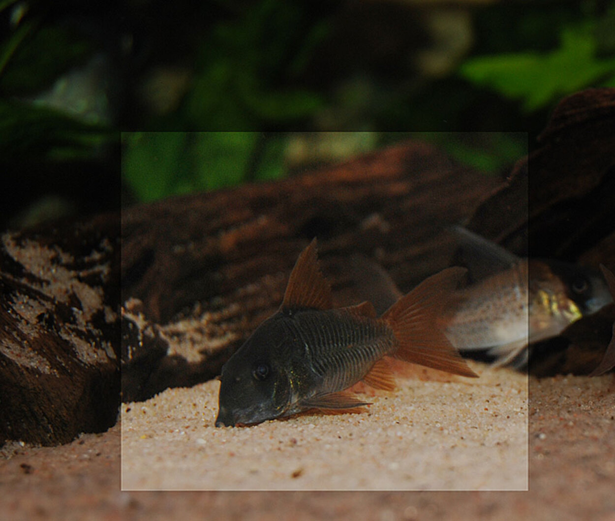 Corydoras concolor