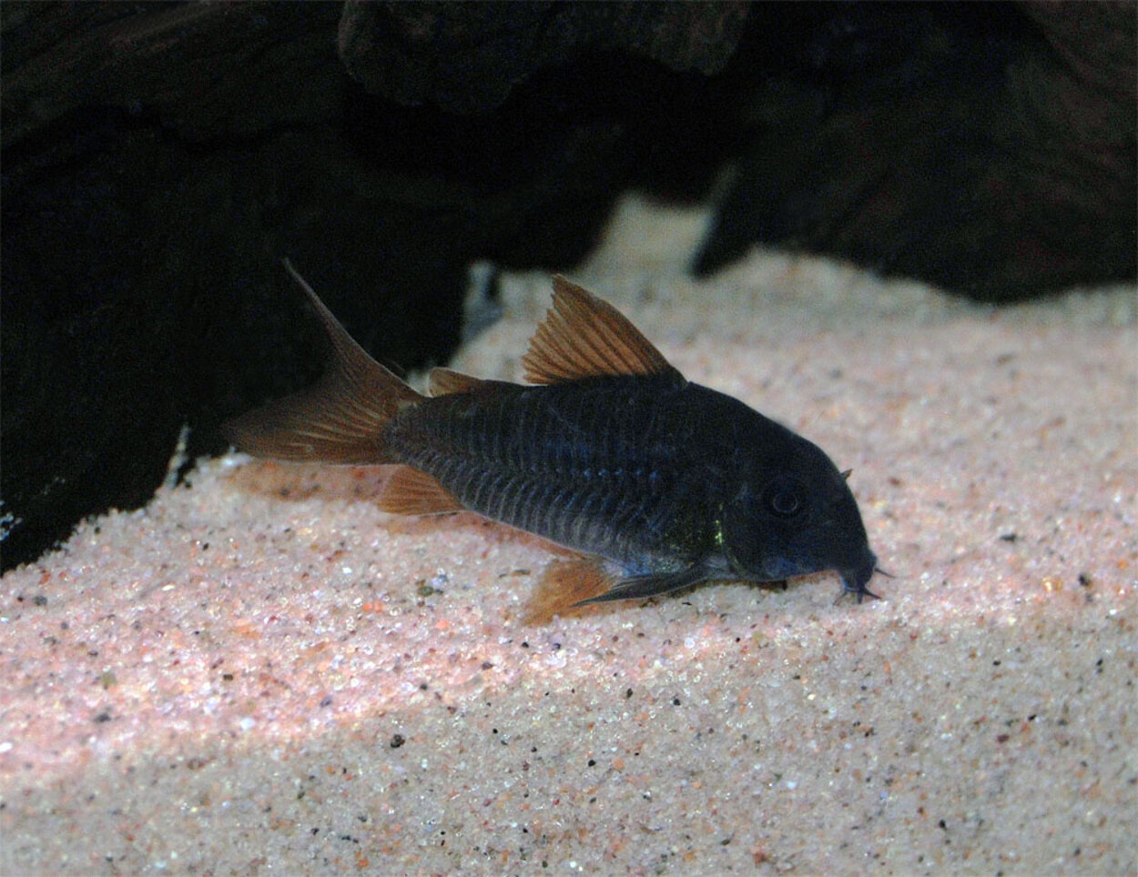 Corydoras concolor