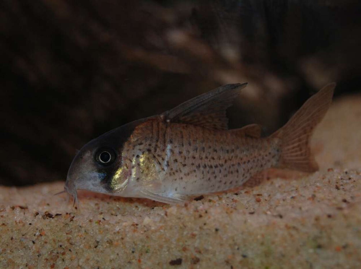 Corydoras kanei