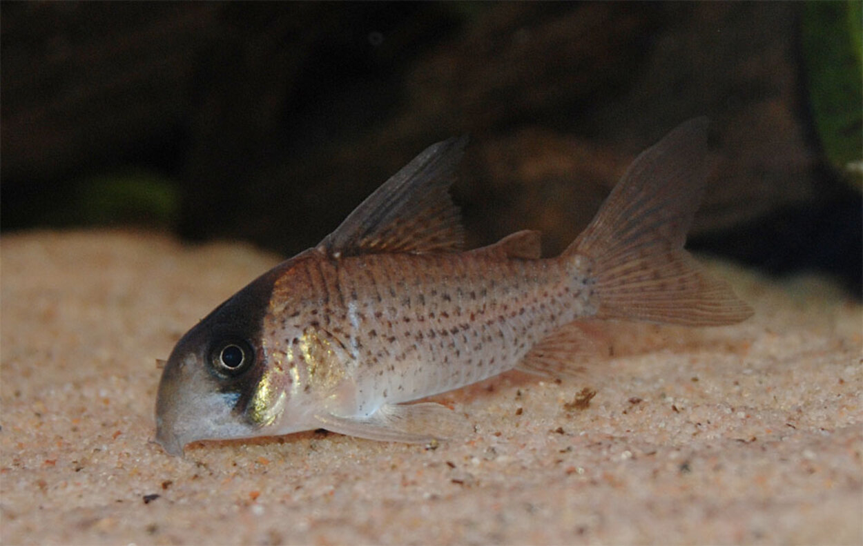 Corydoras kanei