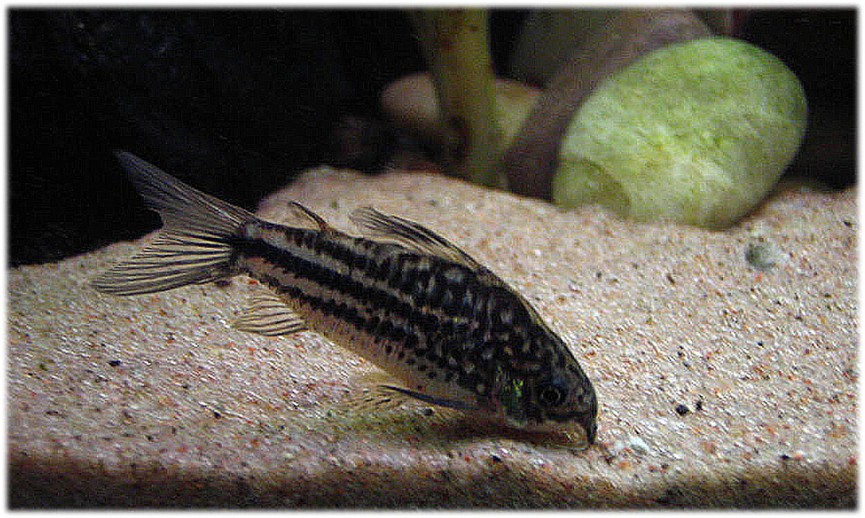 Corydoras napoensis