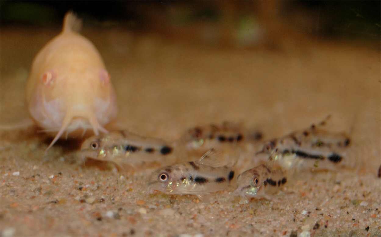 Corydoras habrosus