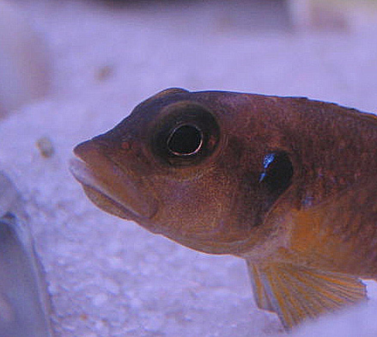 Lamprologus ocellatus "Gold"