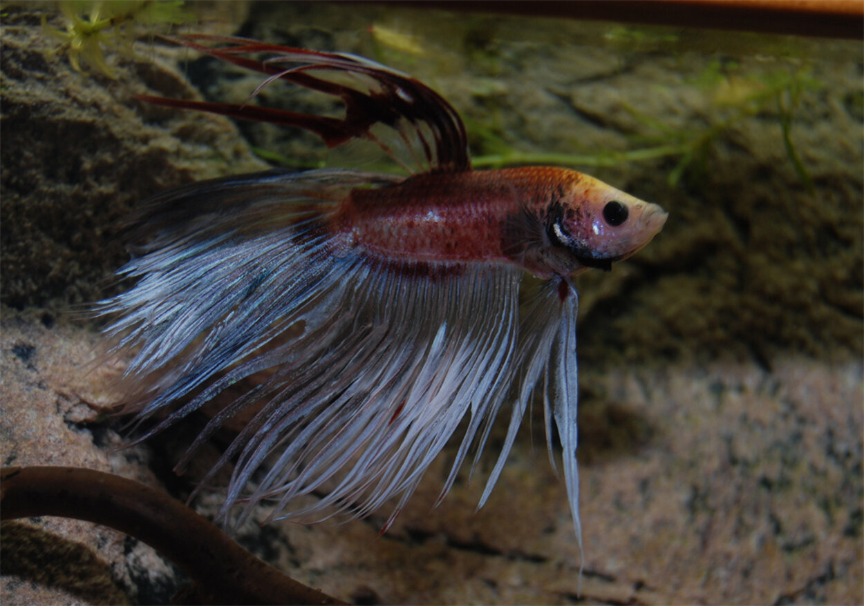 Crowntail