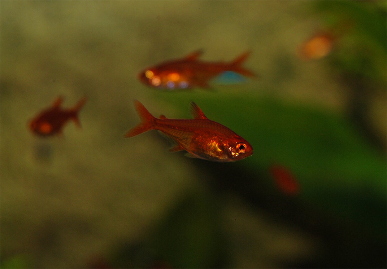 Hyphessobrycon amandae