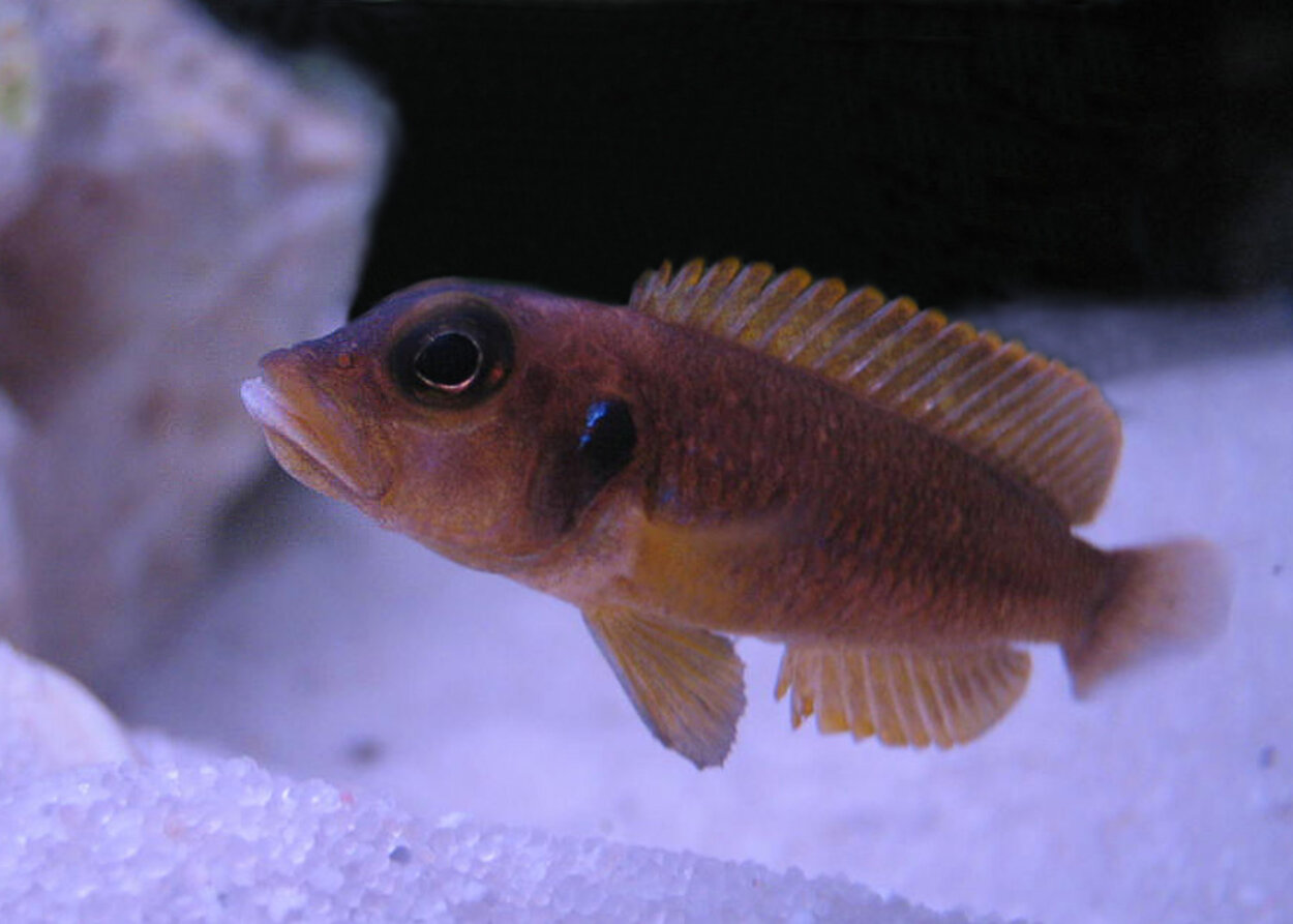 Lamprologus ocellatus "Gold"