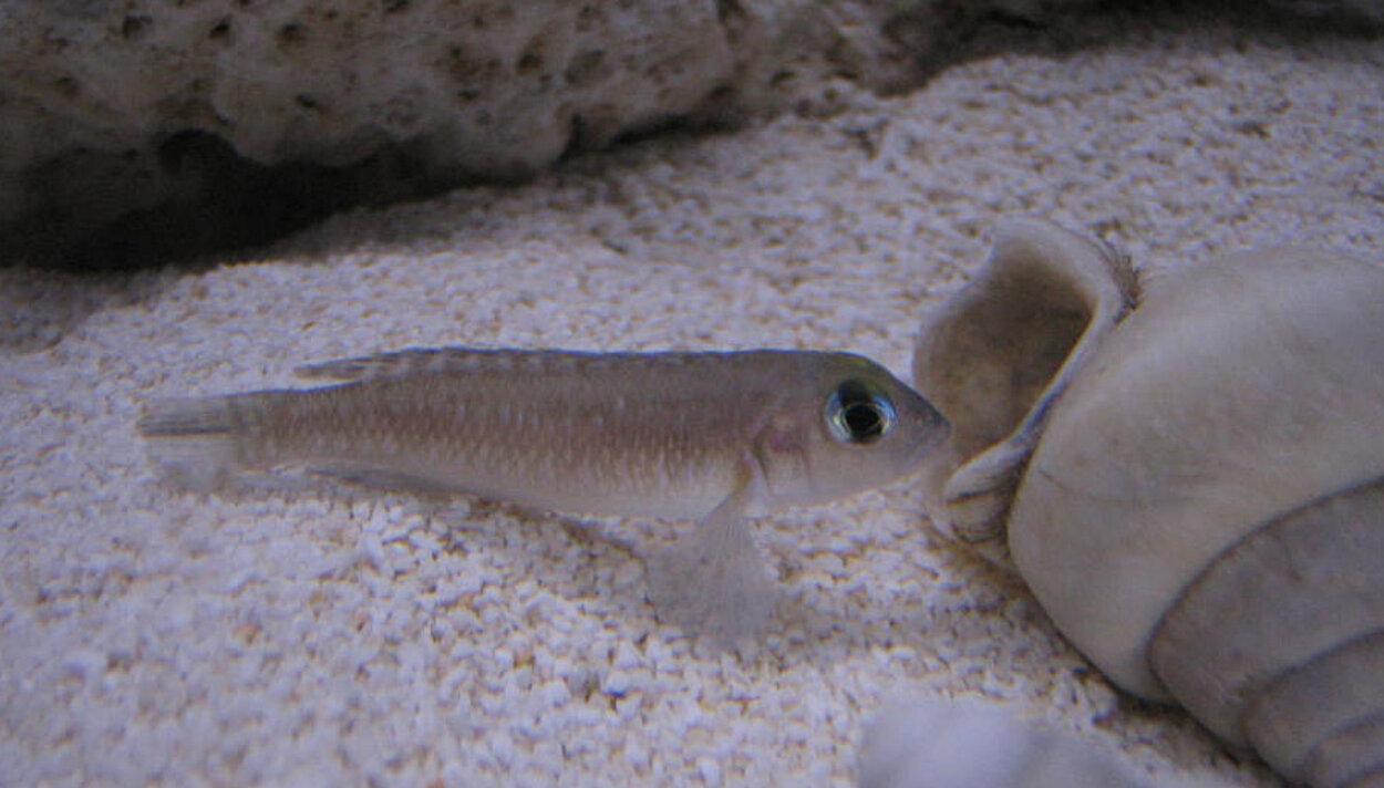 Lamprologus ornatipinnis zambia