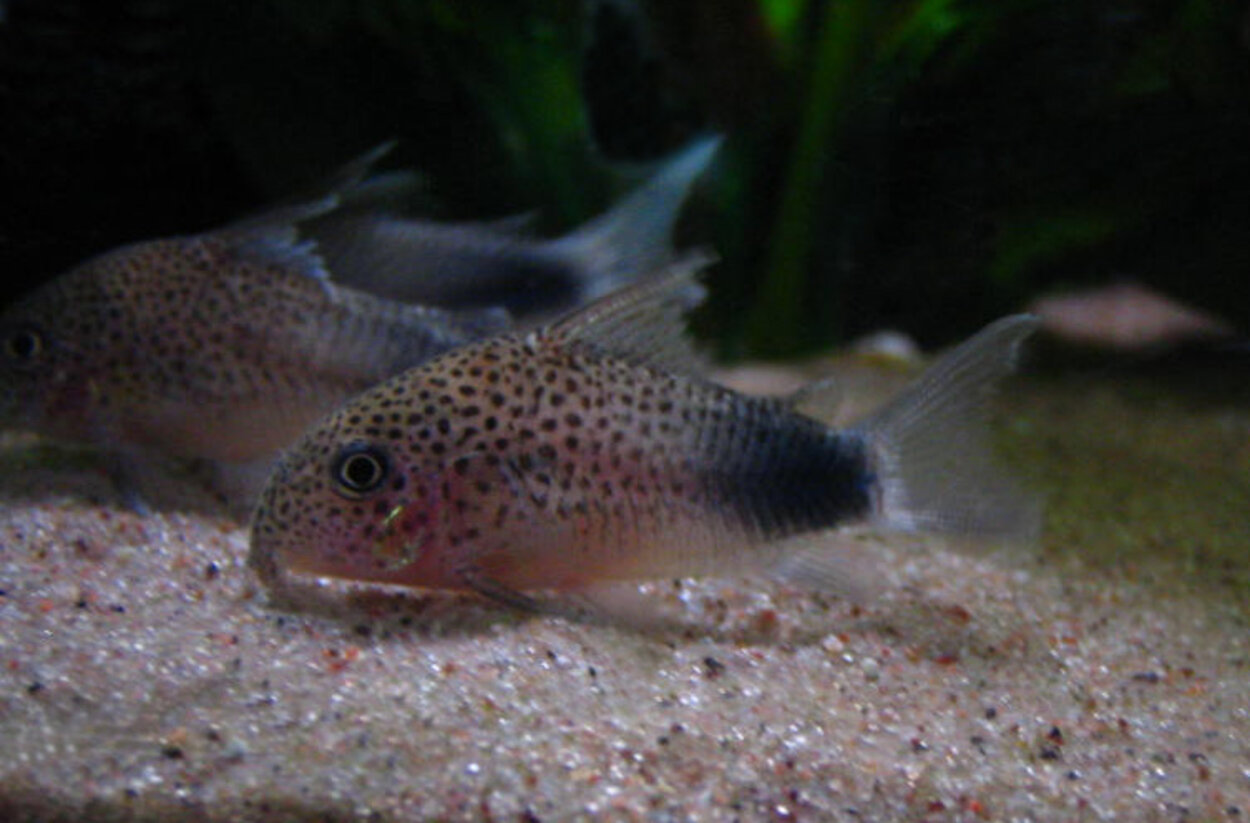 Corydoras similis