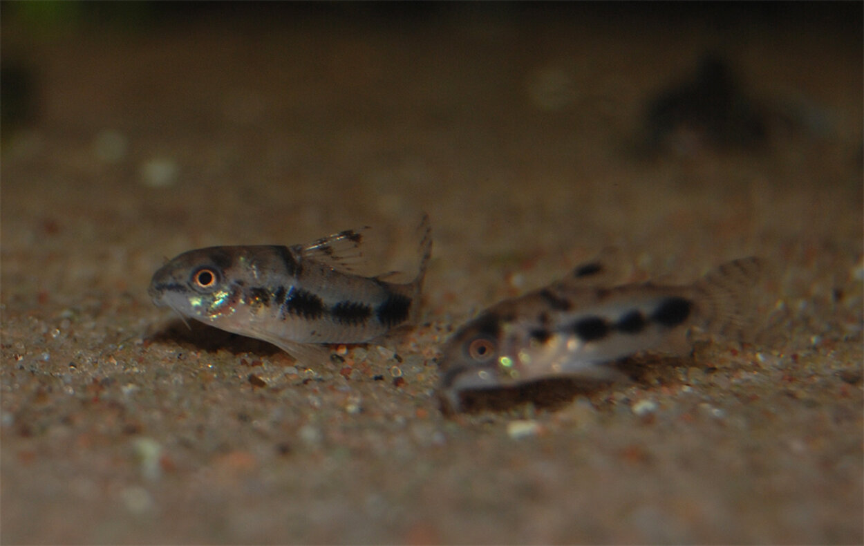 Corydoras habrosus