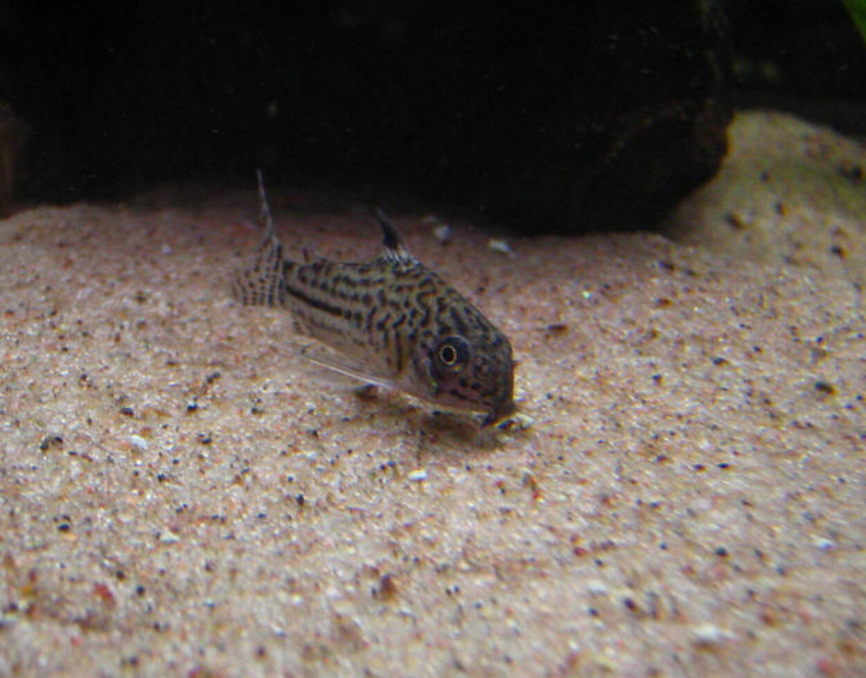 Corydoras julii eller trilineatus