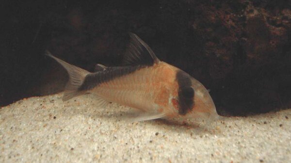 Corydoras Davidsandsi