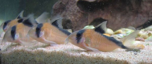 Corydoras davidsandsi