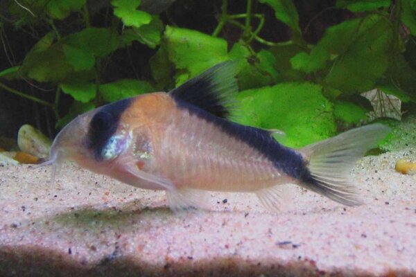 Corydoras Davidsandsi