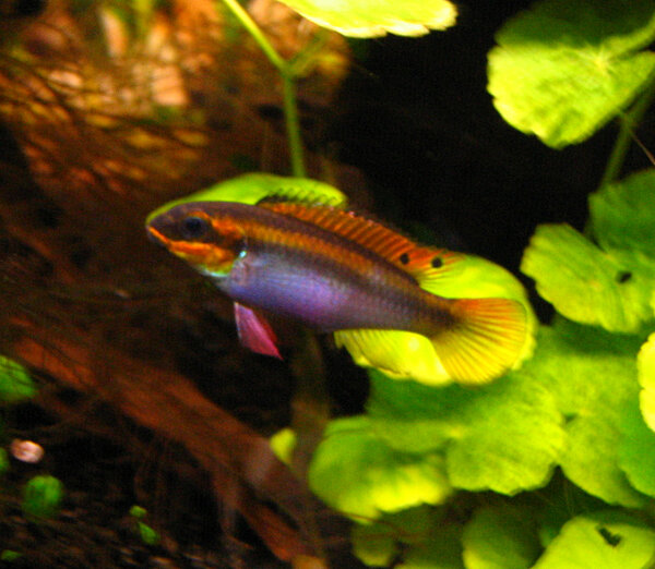 Pelvicachromis taeniatus