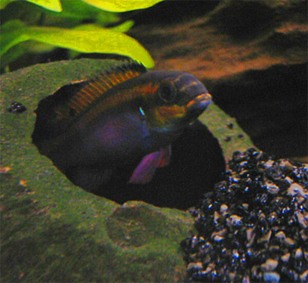 Pelvicachromis taeniatus