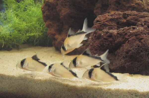 Corydoras Davidsandsi