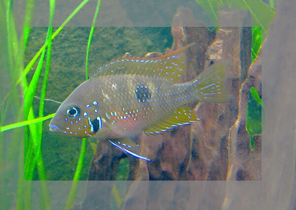 Thorichtys aureus