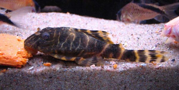 Clownpleco