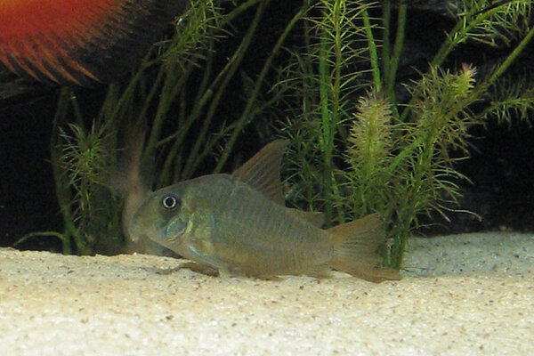 Corydoras concolor