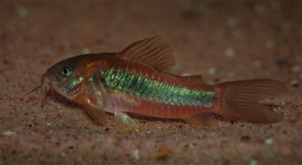 Corydoras aeneus