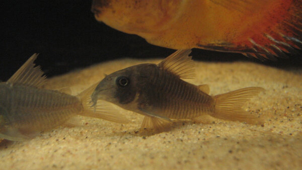 Corydoras concolor