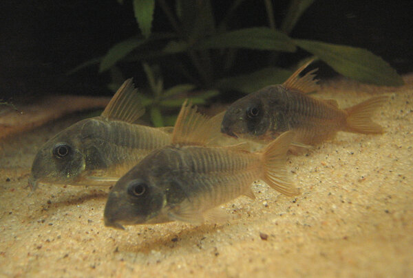 Corydoras concolor