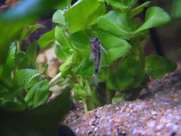 Corydoras habrosus