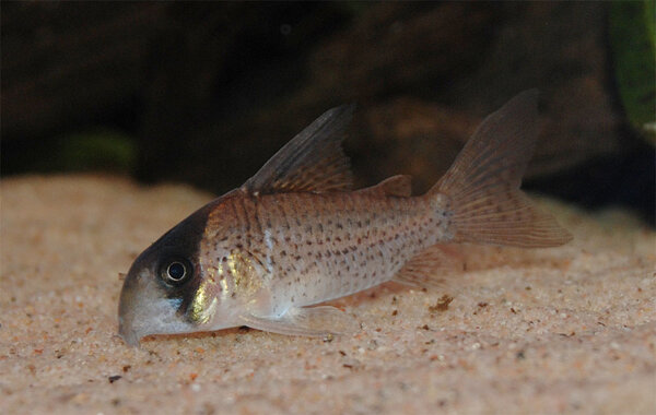 Corydoras kanei