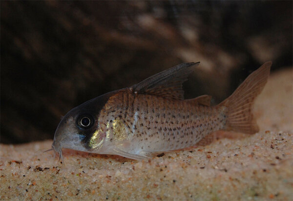 Corydoras kanei