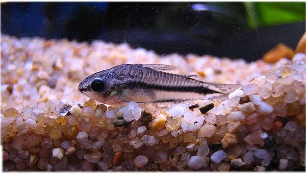 Corydoras pygmeus